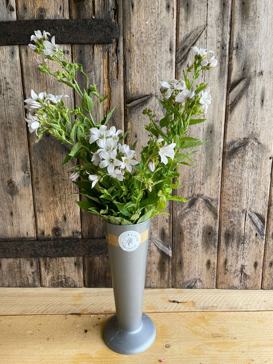 Campanula - perennial