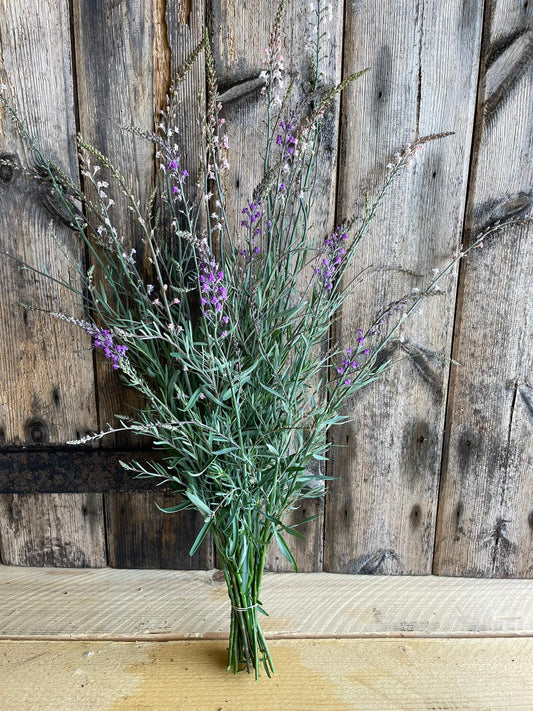 Linaria (toadflax)