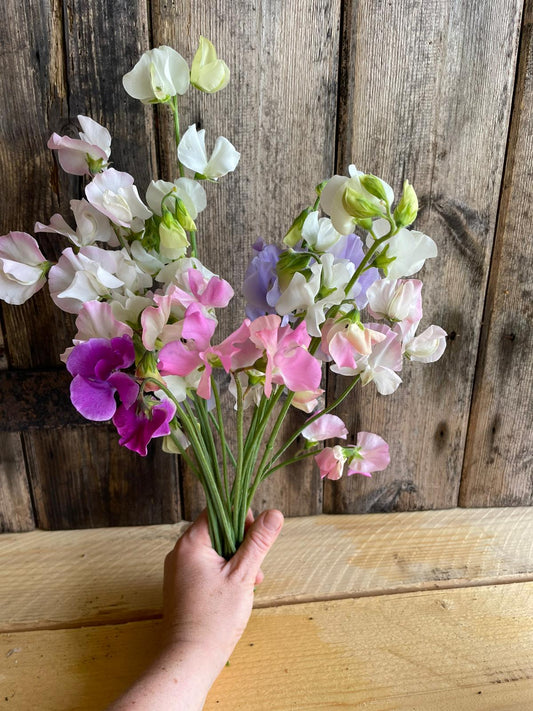 Sweet Peas - mixed