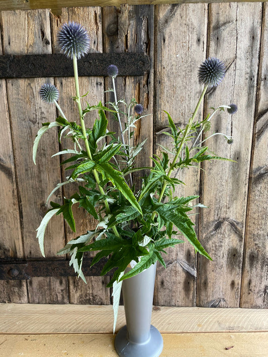 Echinops