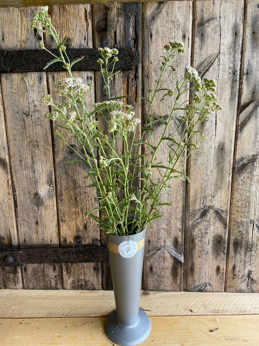 Achillea - several colours