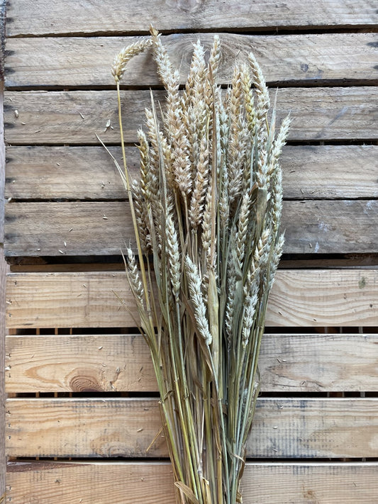 Wheat