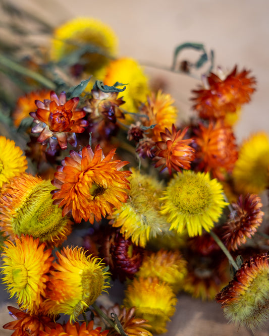 Dried Strawflower bunch