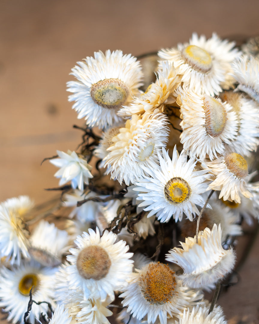Strawflower - Helichrysum bracteatum, White
