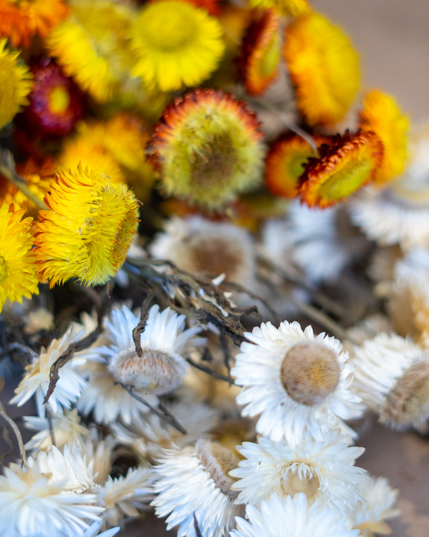 Dried Strawflower bunch