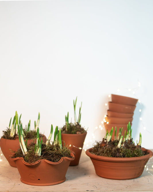 Paperwhites in a terracotta pot