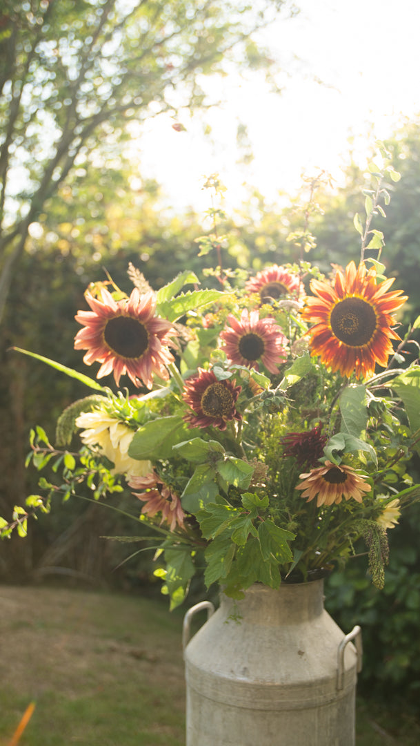 Fresh Sunflowers