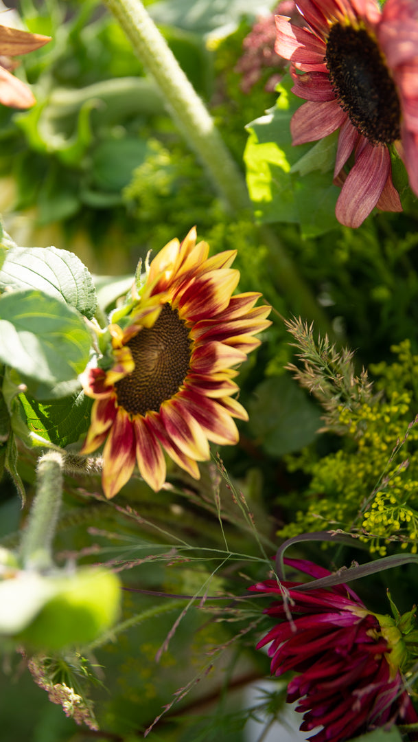 Fresh Sunflowers