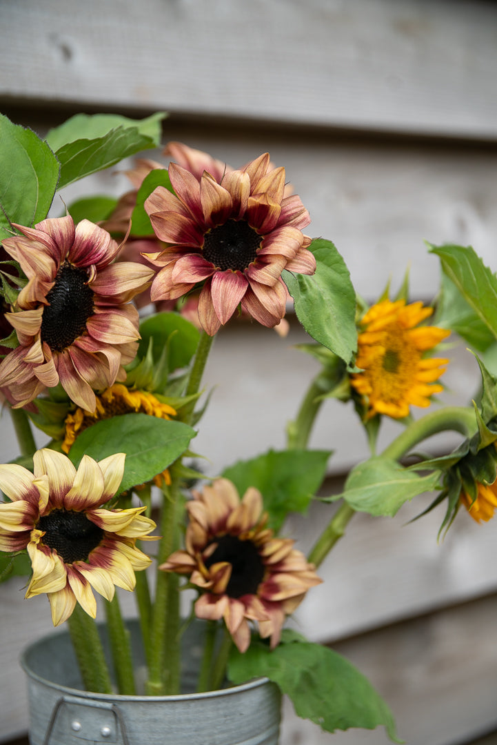 Fresh Sunflowers