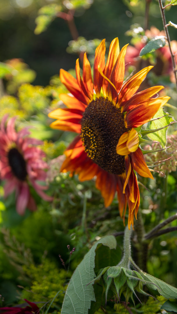 Fresh Sunflowers