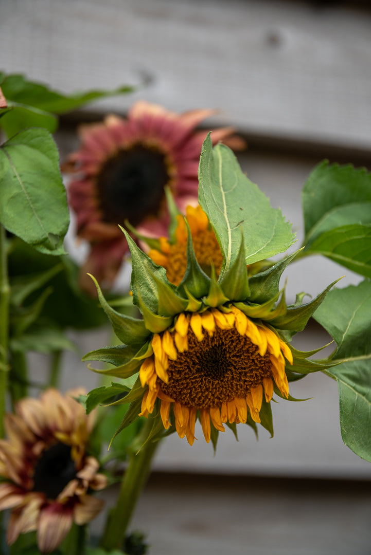 Fresh Sunflowers
