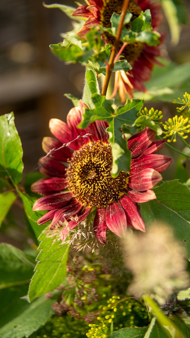 Fresh Sunflowers
