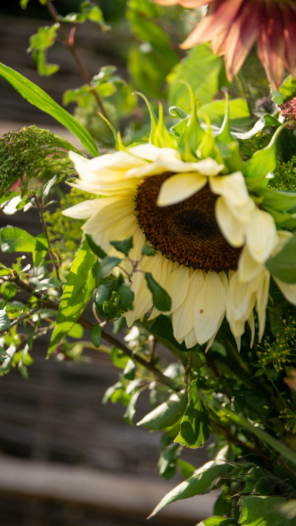 Fresh Sunflowers