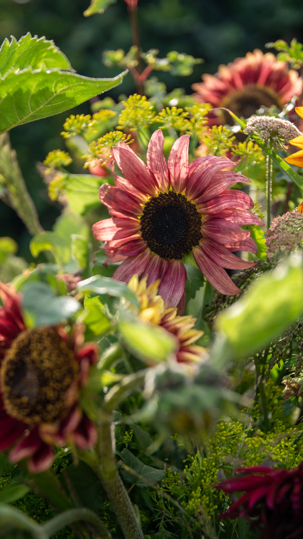 Fresh Sunflowers