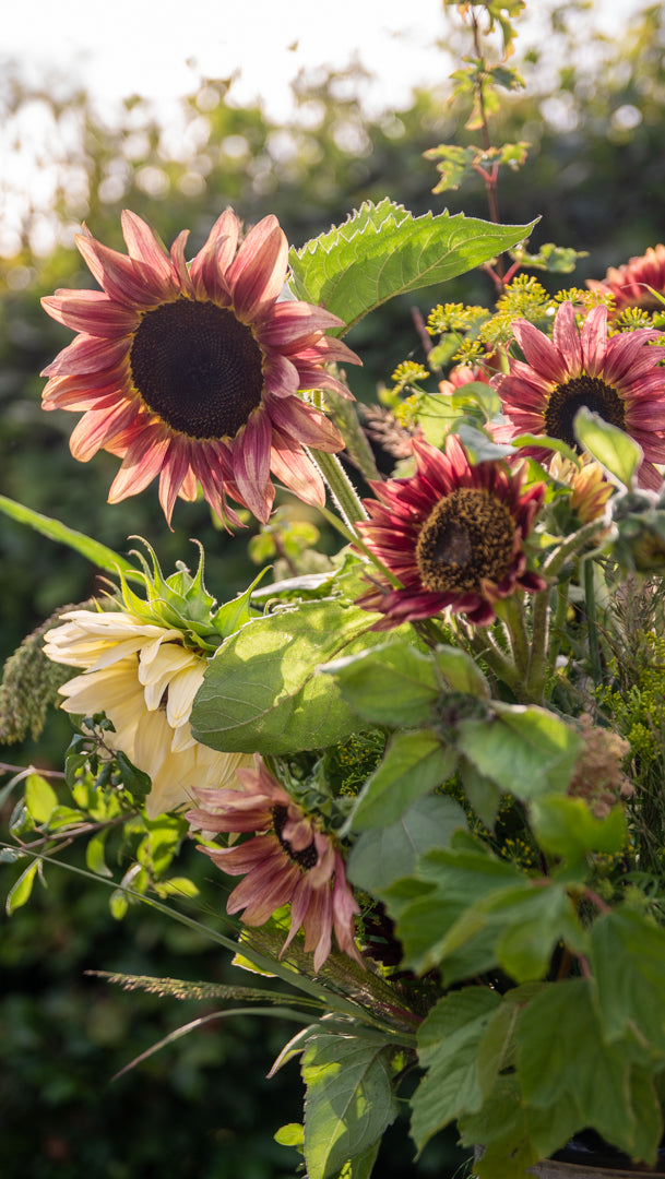 Fresh Sunflowers