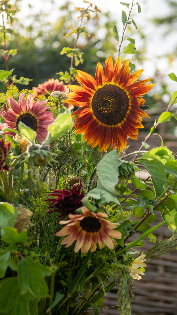 Fresh Sunflowers