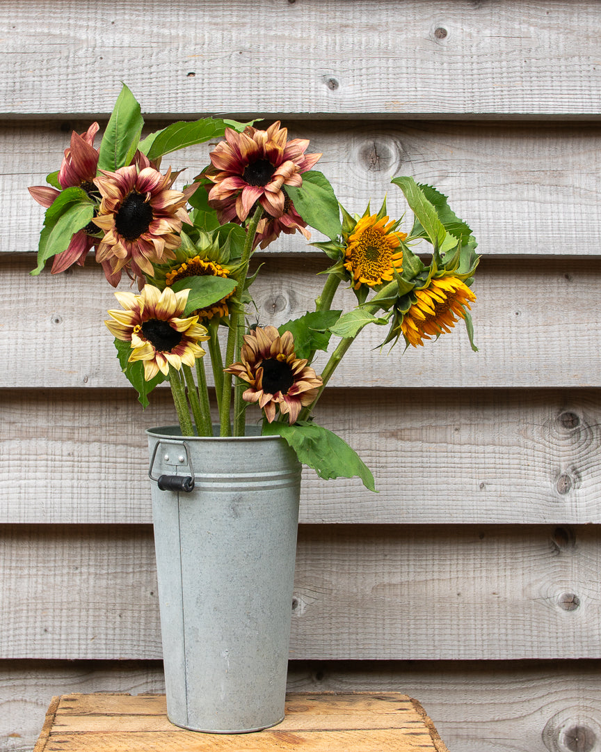 Fresh Sunflowers