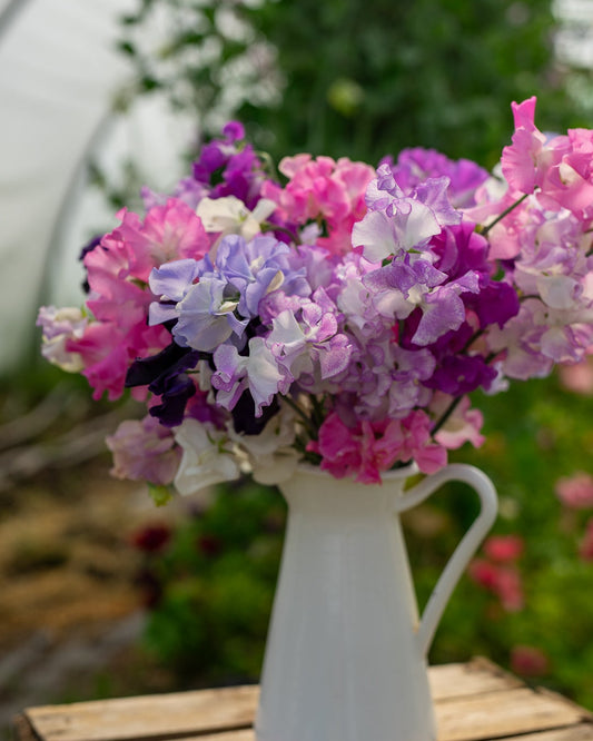 Field grown Sweet peas