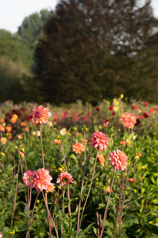 Dahlia seed, Mixed