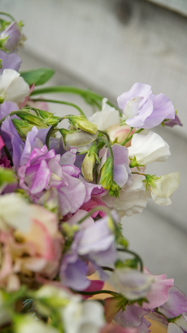 Lathyrus odoratus, Sweet Pea seeds, Mixed