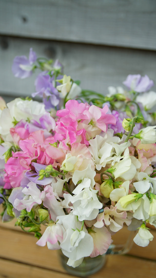 Lathyrus odoratus, Sweet Pea seeds, Mixed