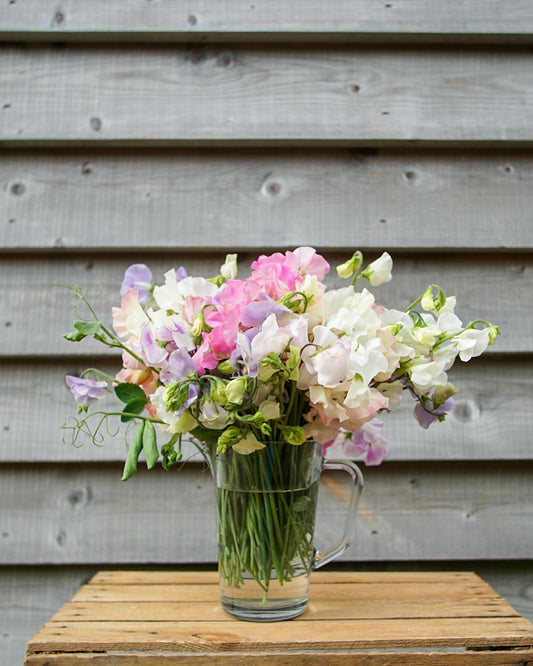 Lathyrus odoratus, Sweet Pea seeds, Mixed