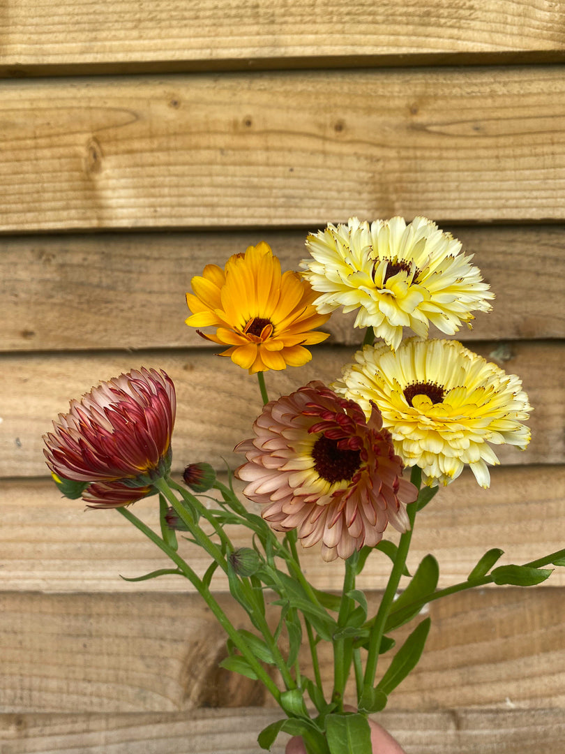 Calendula officinalis seeds, Mixed