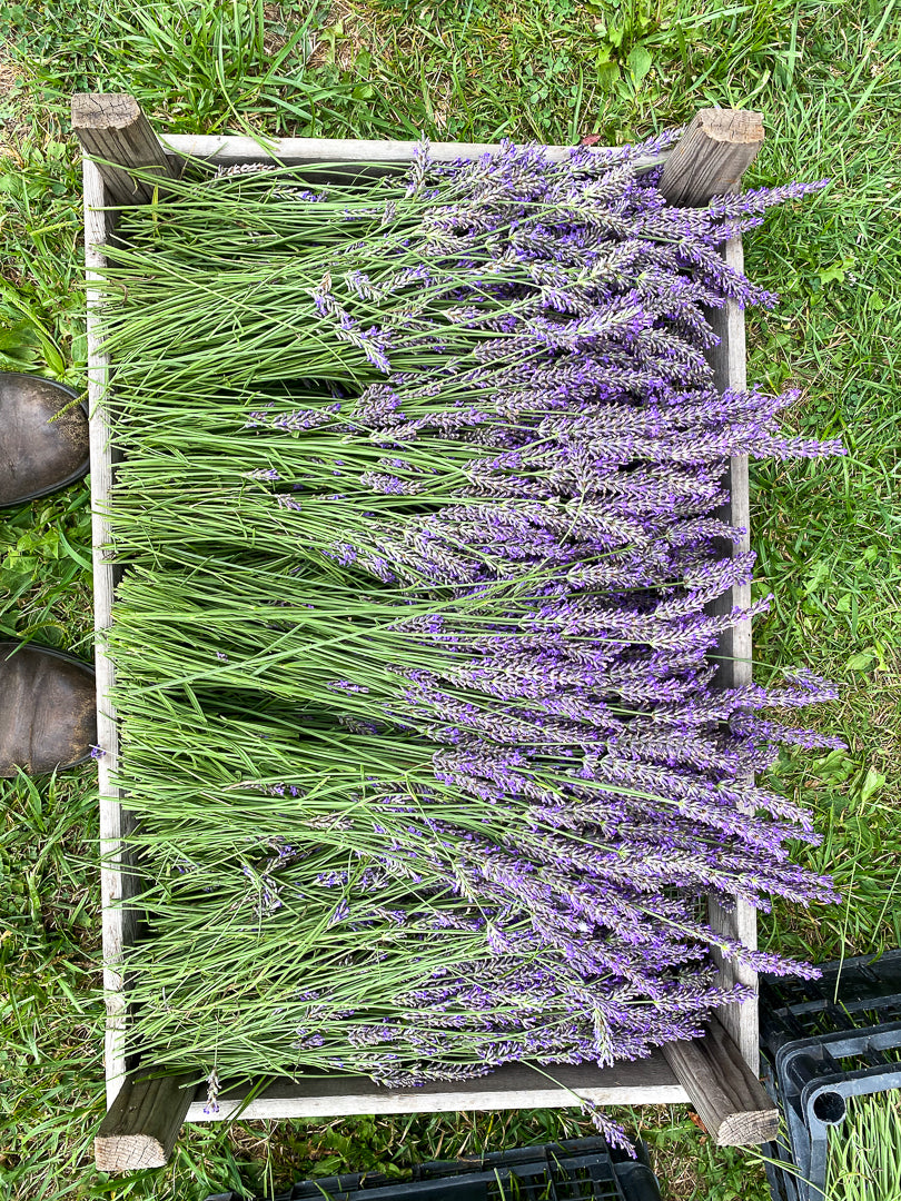 Lavender fragrance pillows