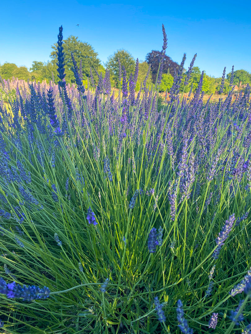 Lavender fragrance pillows