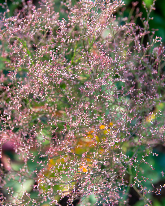 Limonium tataricum seeds – Sea Spray, German statice