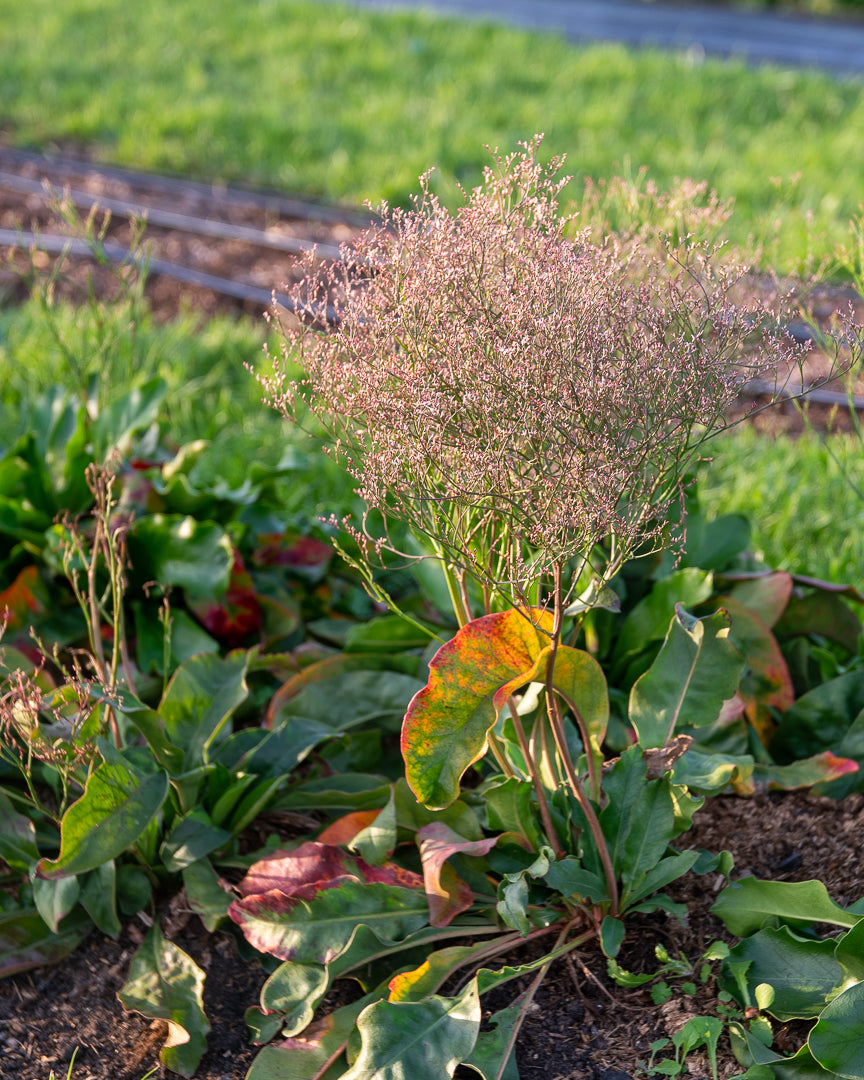Limonium tataricum seeds – Sea Spray, German statice