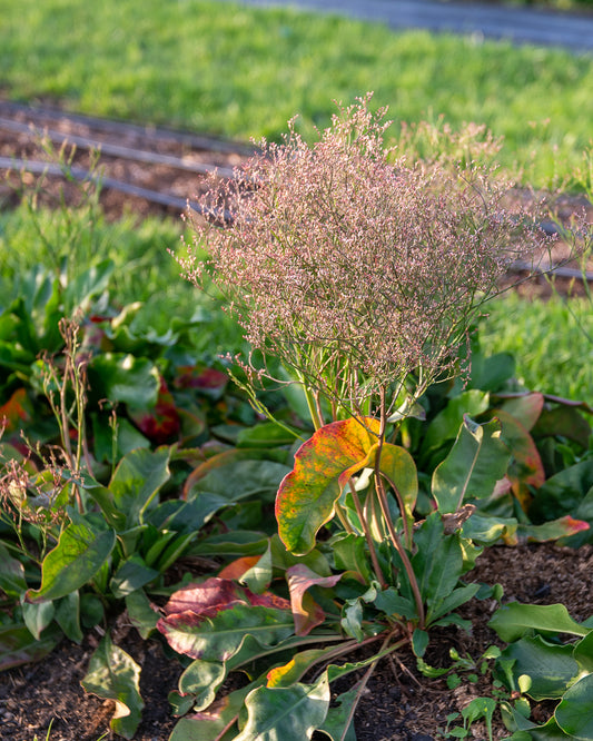 Limonium tataricum seeds – Sea Spray, German statice