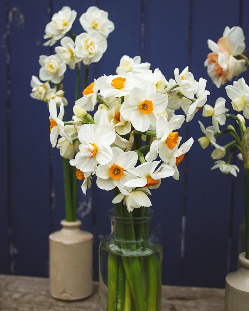 Scented Narcissi and Daffodil Selection