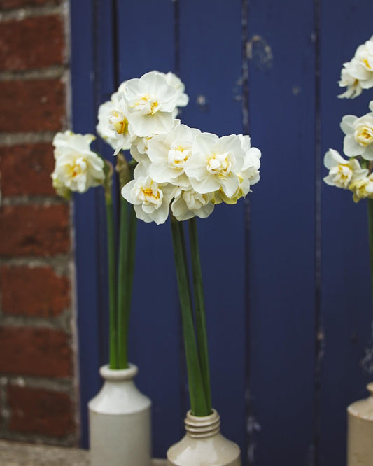 Scented Narcissi and Daffodil Selection