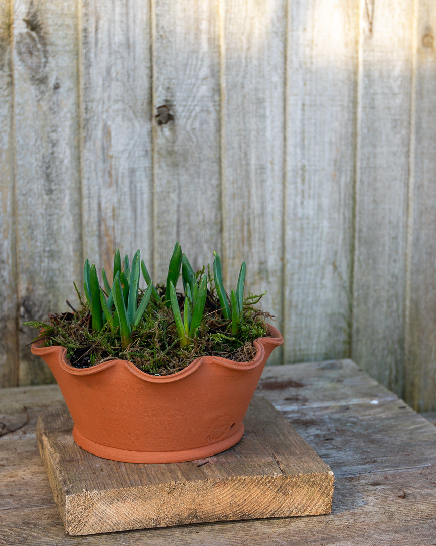 Potted Muscari (Grape Hyacinth)