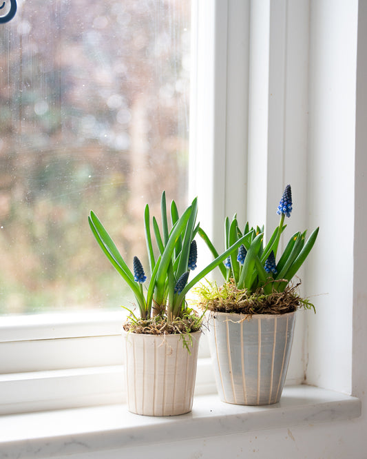 Muscari in a handmade ceramic pot