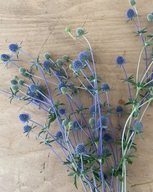 Eryngium planum 'Blauer Zwerg' seeds