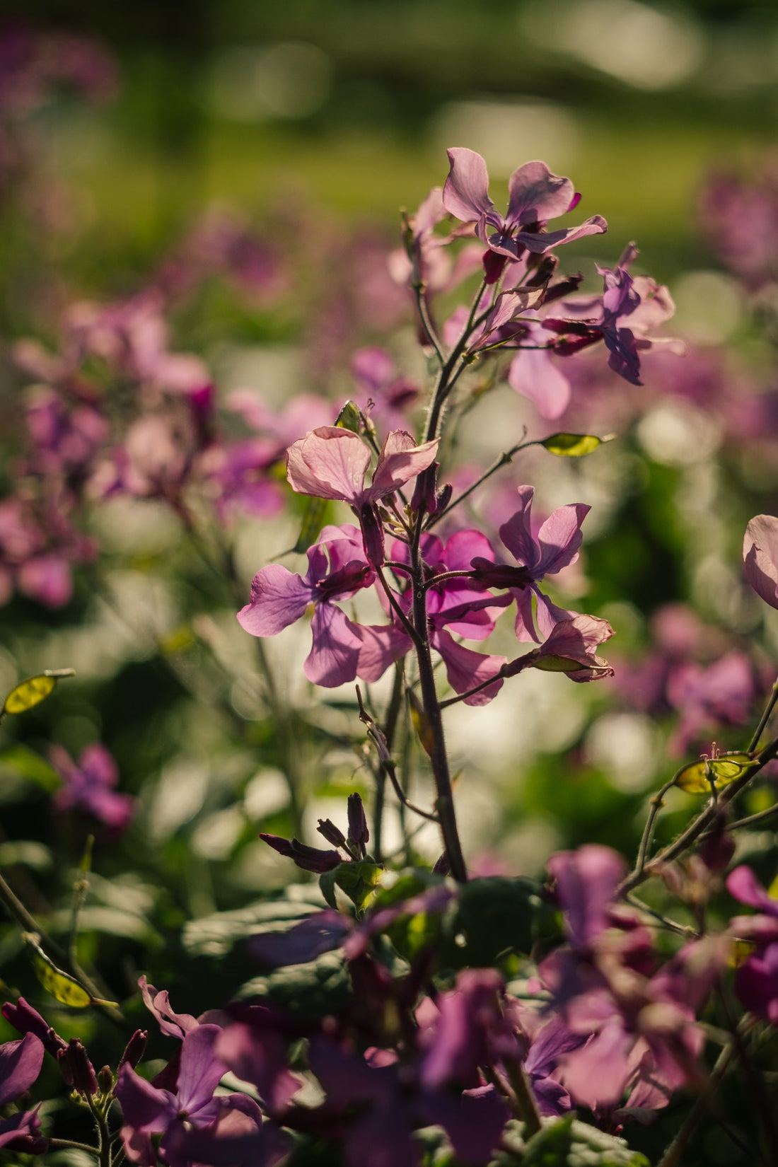 A YEAR IN FLOWERS: April