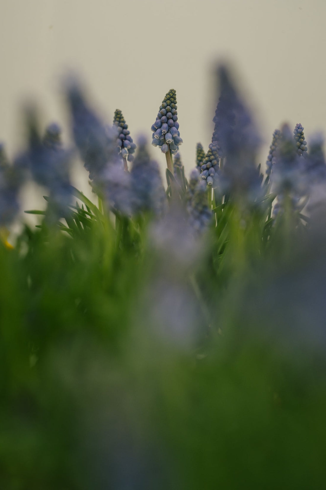 A YEAR IN FLOWERS: February