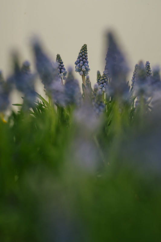 A YEAR IN FLOWERS: February