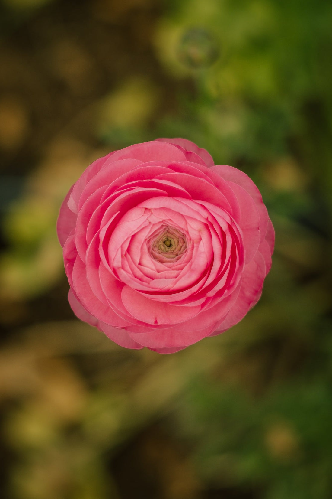 A YEAR IN FLOWERS: March