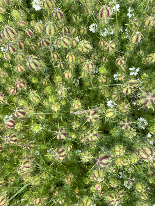 Nigella - Fresh seed heads