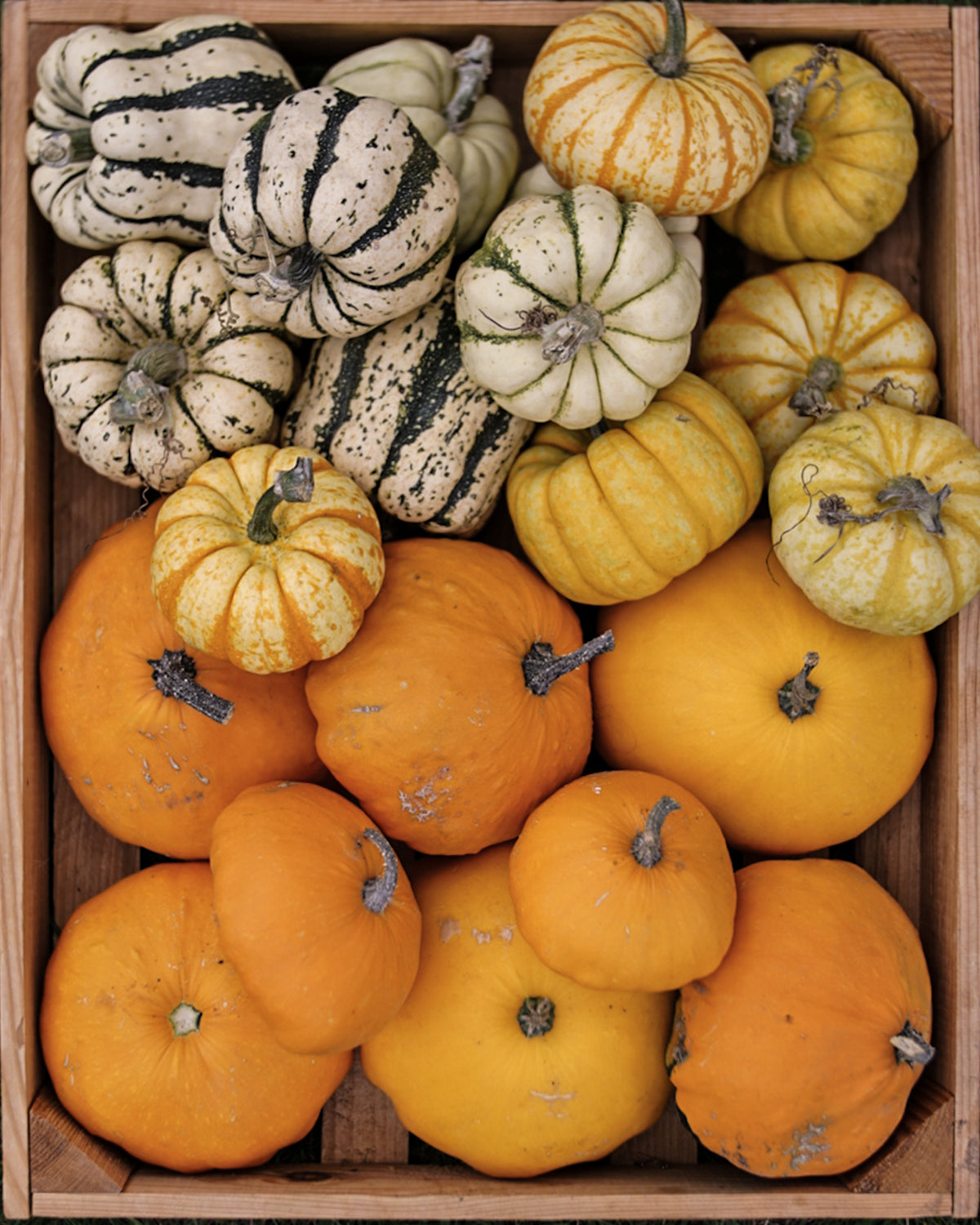 Decorative Pumpkins and Gourds