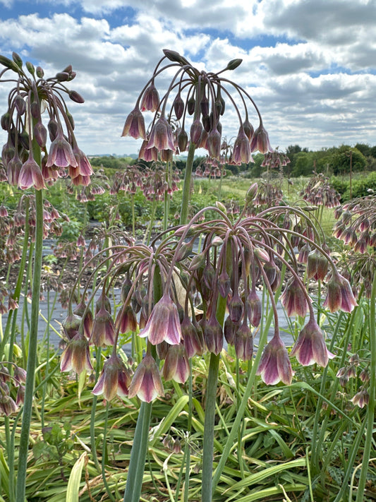 Alliums - mixed