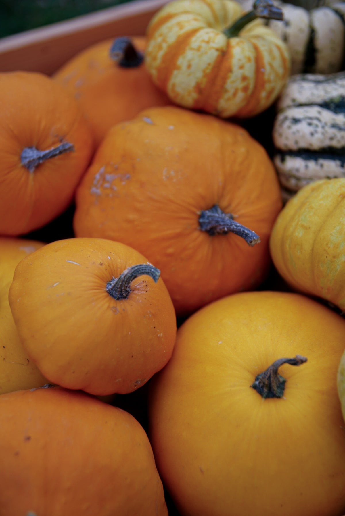 Decorative Pumpkins and Gourds