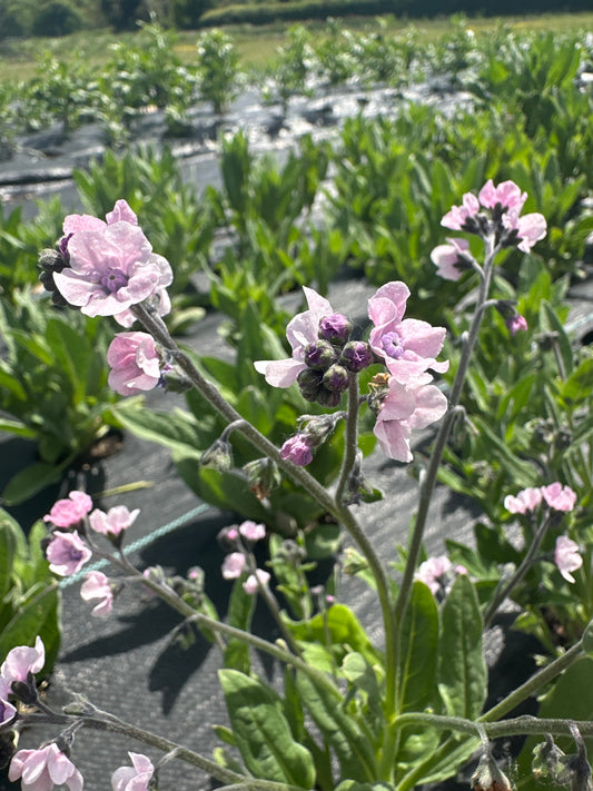Chineses Forget-me-not (short)