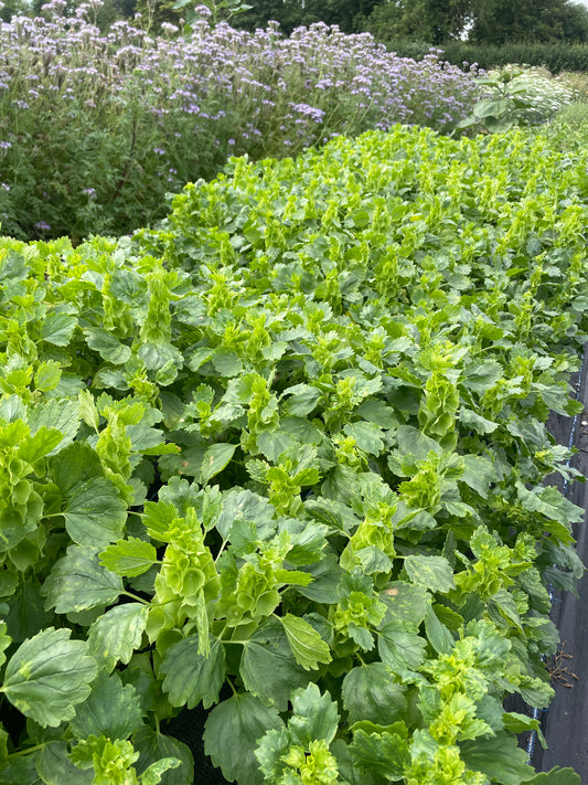 Moluccella (Bells of Ireland) - short