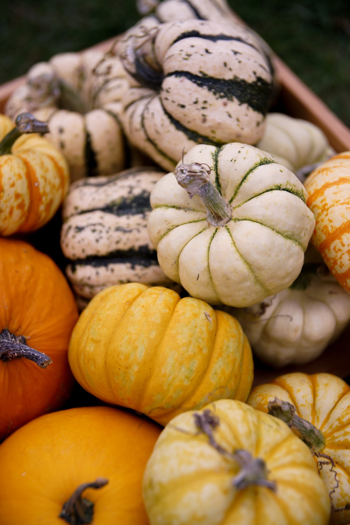 Decorative Pumpkins and Gourds