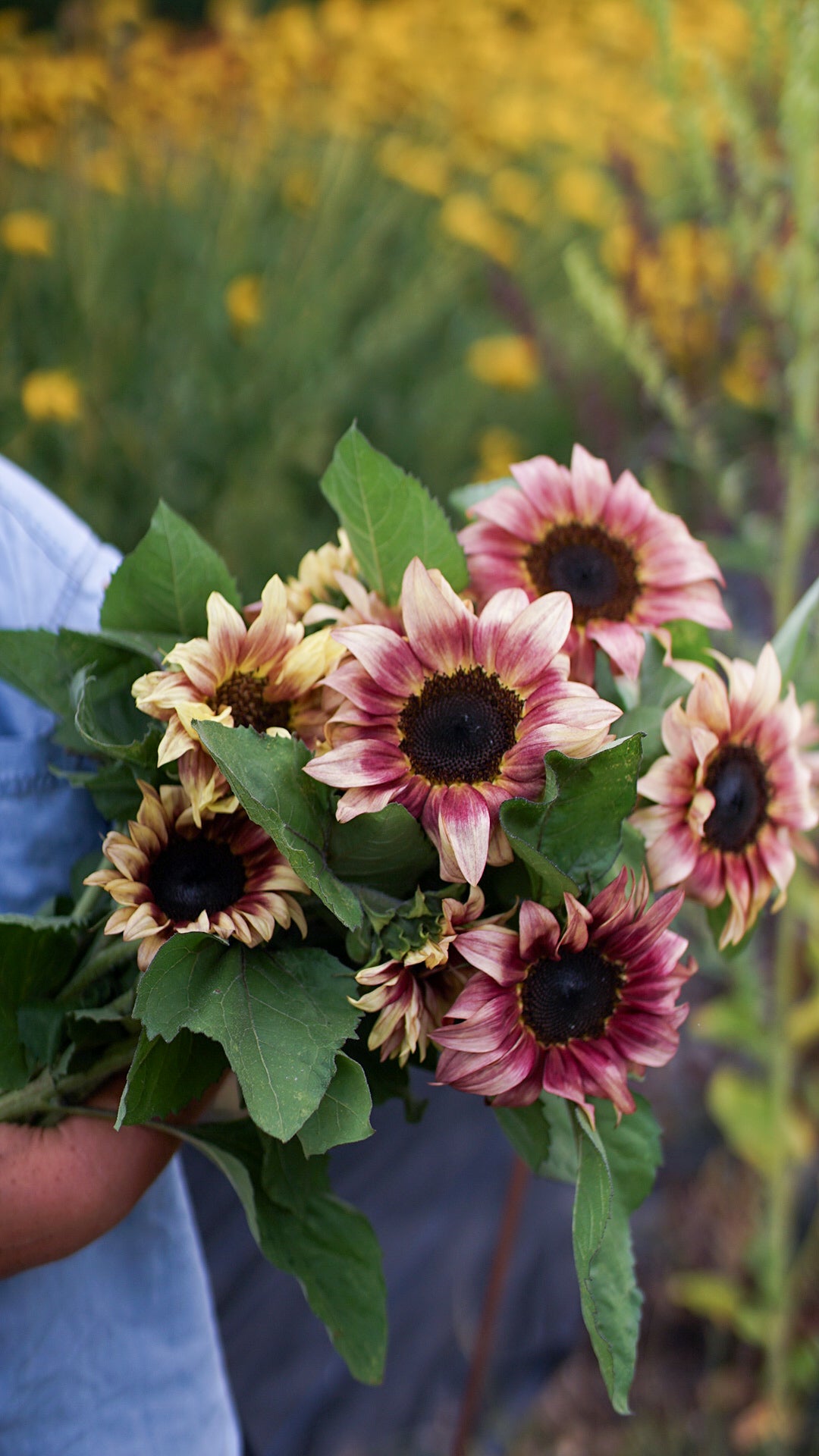 Fresh Sunflowers