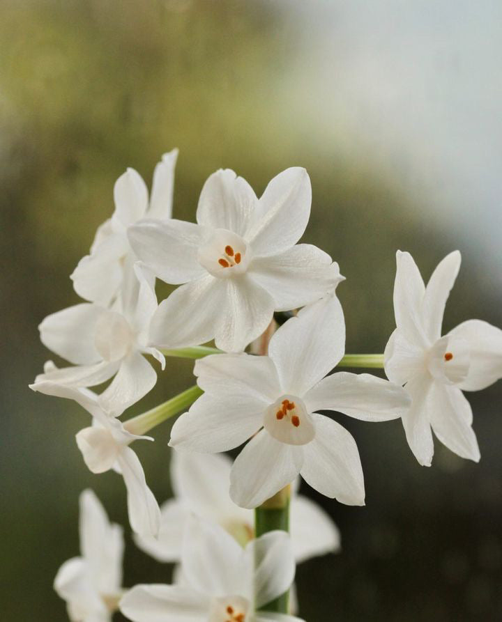 Paperwhites in a terracotta pot